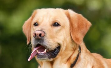Czy labrador jest chorowity?